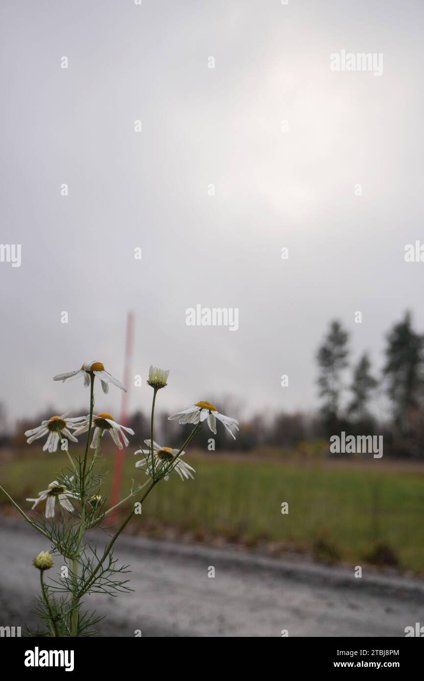 Fleurs à côté d'une route de campagne à l'automne Banque D'Images