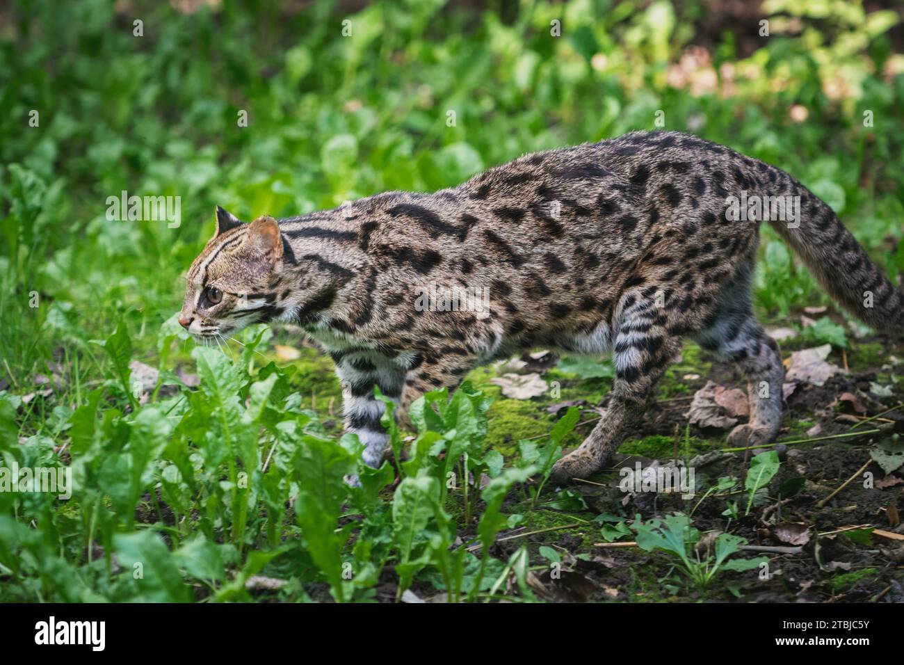 Oncilla Tiger-Cat marchant sur l'herbe Banque D'Images