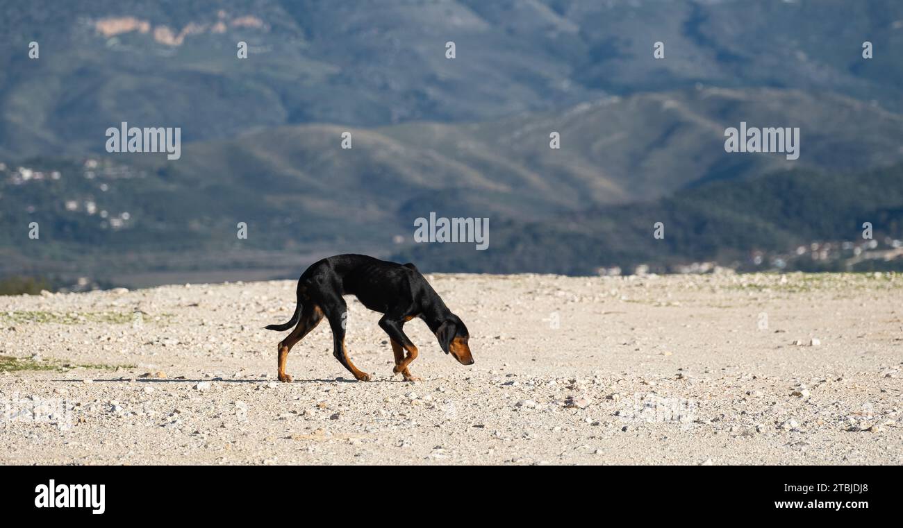 Maigre jeune chien errant noir affamé. Sur la route à la recherche de nourriture. Épuisé, doggy. Chaude journée d'été. Personne, focalisation sélective Banque D'Images