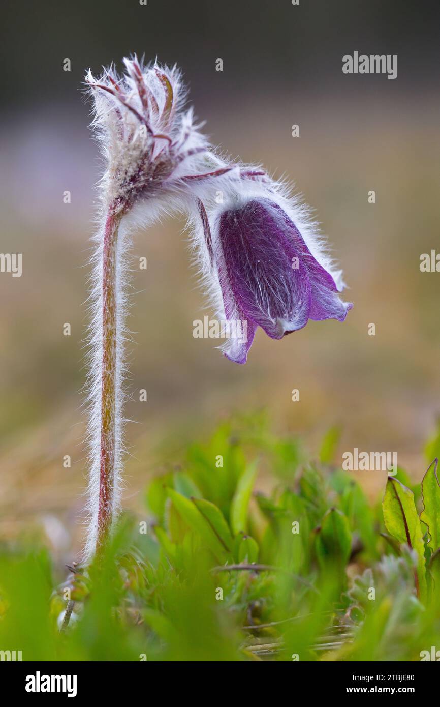 Petite fleur de pasque (Pulsatilla pratensis / Anemone pratensis) fleurissant au printemps, originaire d'Europe centrale et orientale Banque D'Images