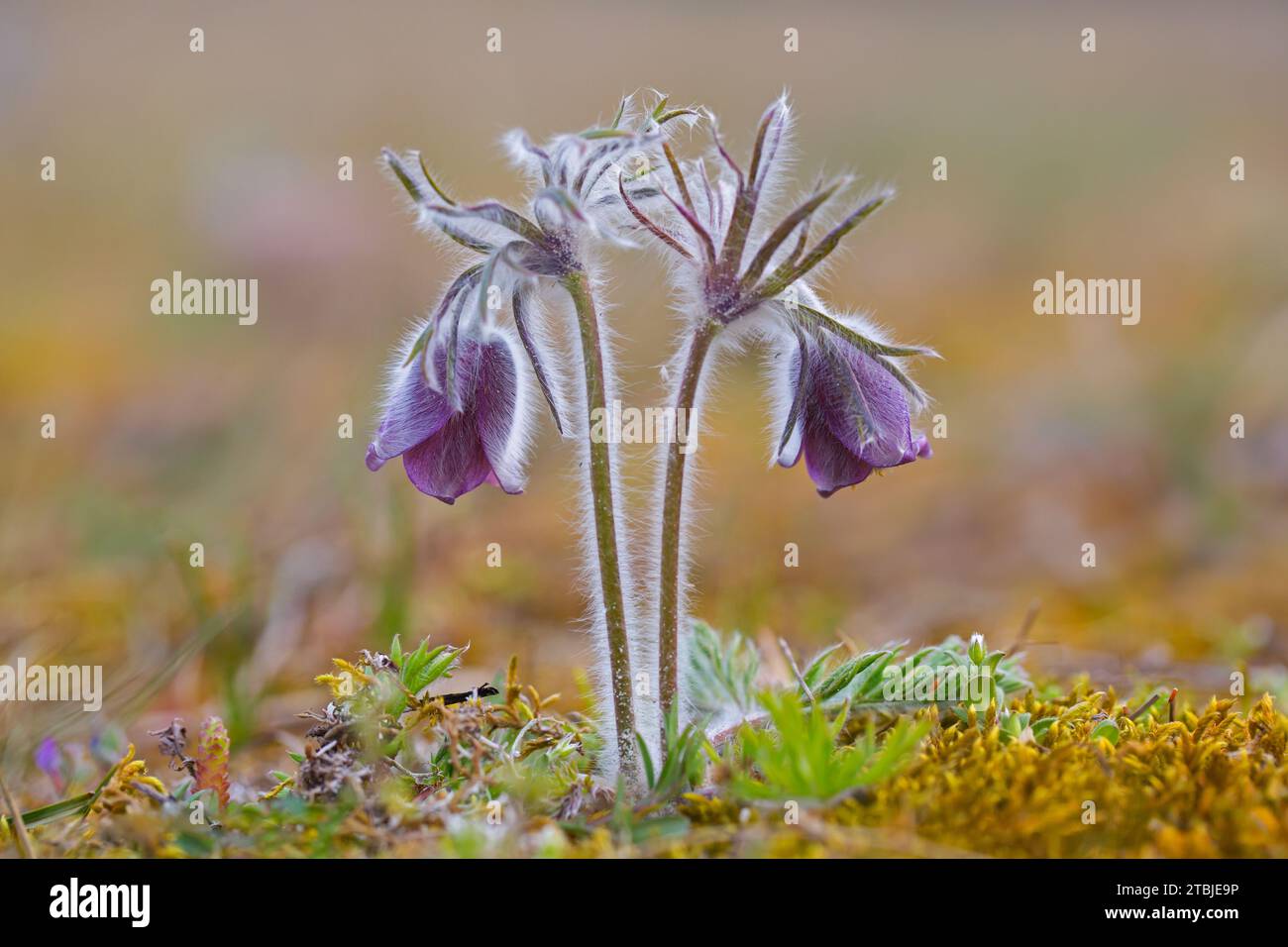 Petite fleur de pasque (Pulsatilla pratensis / Anemone pratensis) fleurissant au printemps, originaire d'Europe centrale et orientale Banque D'Images