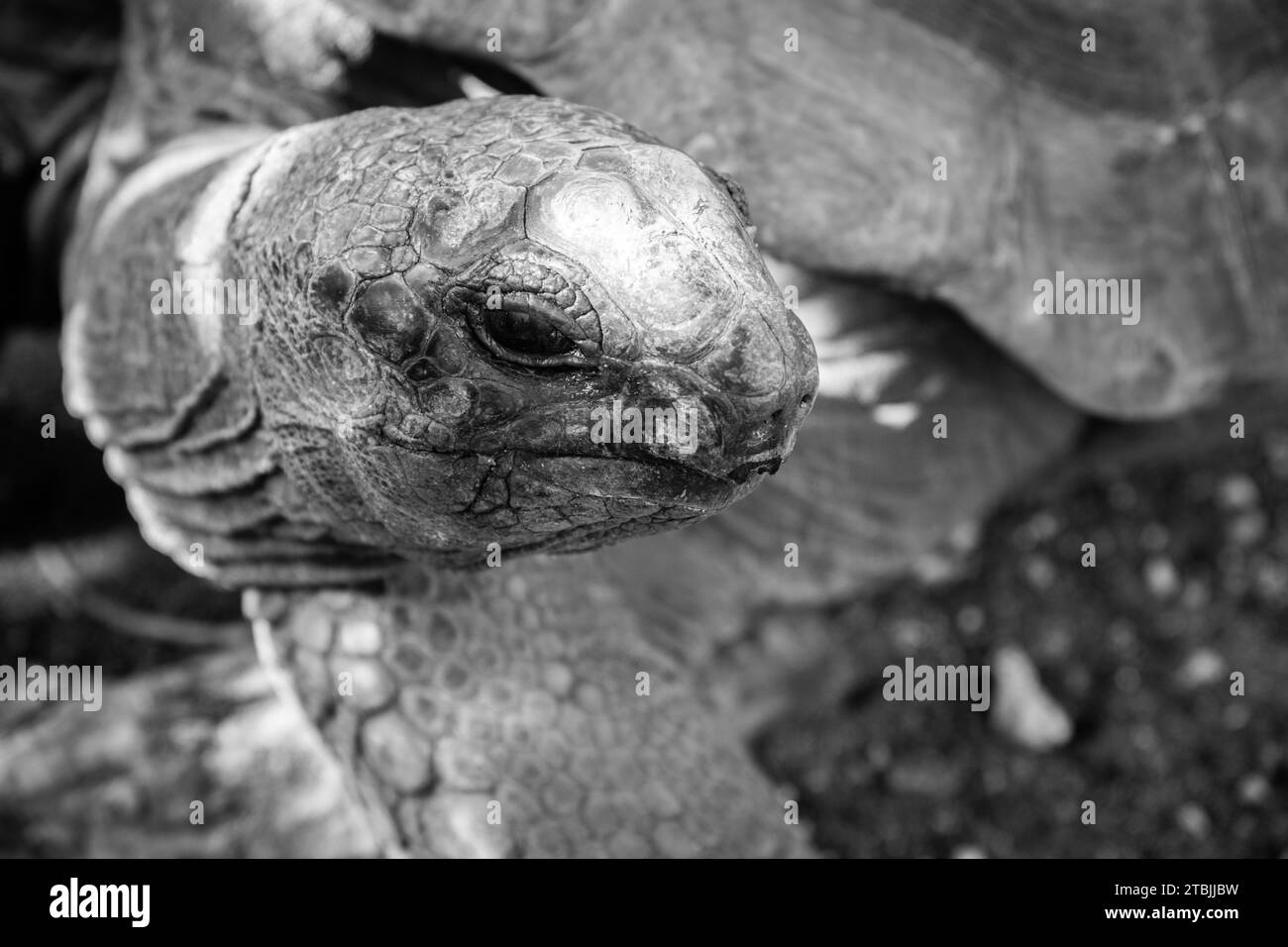 Les tortues douées de prison Island Zanzibar Banque D'Images