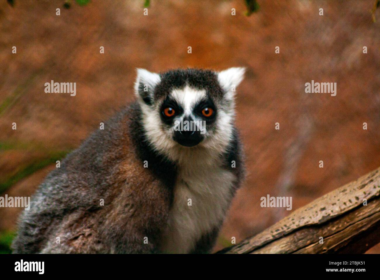 Untitled Document, Lemur catta Banque D'Images