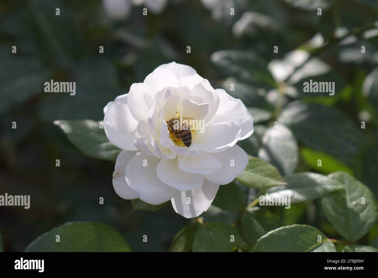 Abeille de miel sur la fleur Banque D'Images