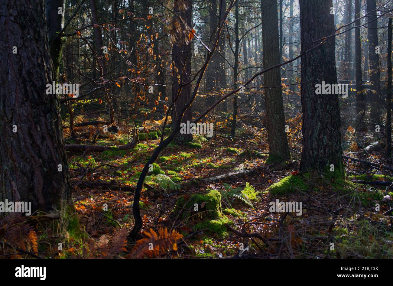 la lumière du soleil traverse les arbres dans les bois d'automne Banque D'Images