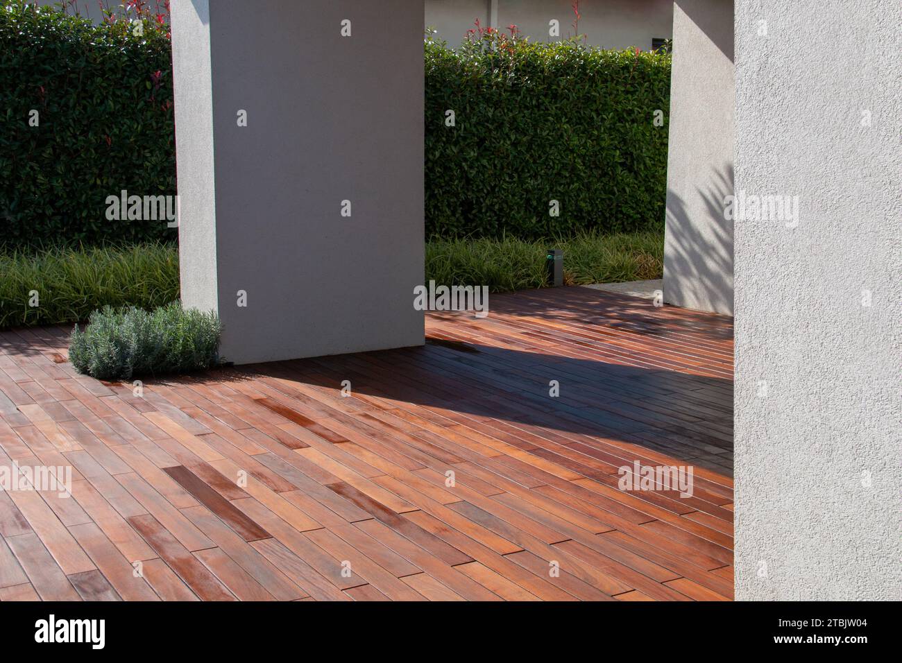 Colonnes de béton blanc sur terrasse en bois franc avec jardin de clôture à feuilles persistantes Banque D'Images