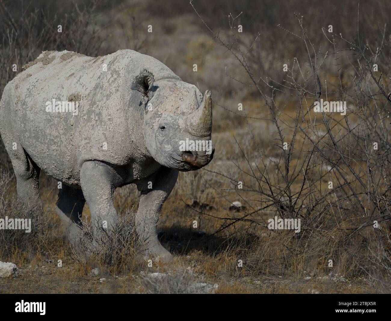 Rhinocéros noir marchant vers la caméra dans le parc national d'Etosha, Namibie Banque D'Images