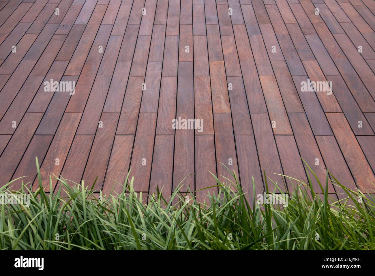 Terrasse marron en bois belle texture ipe et fond d'herbe ornementale à feuilles persistantes Banque D'Images