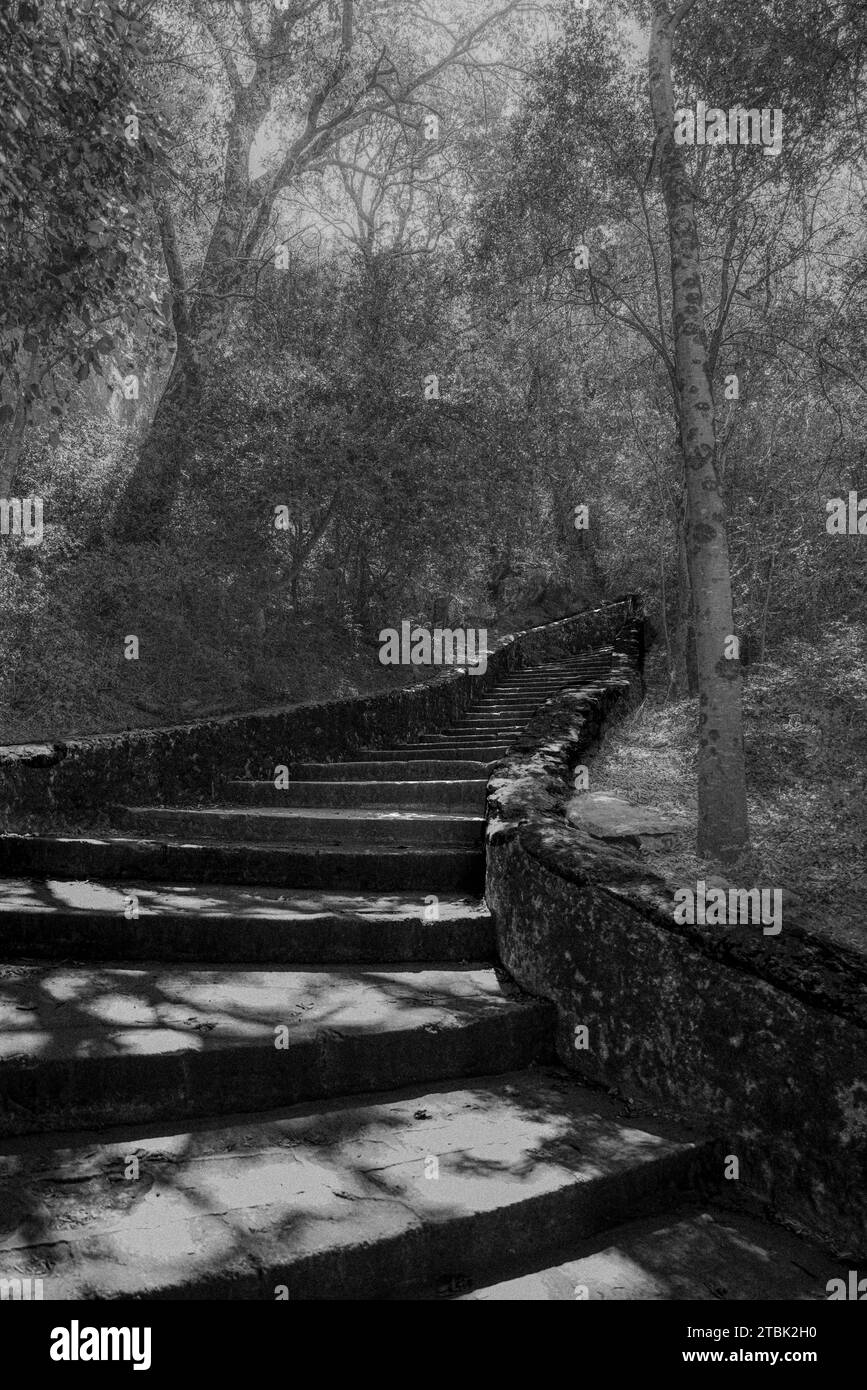 Escalier dans la forêt Banque D'Images