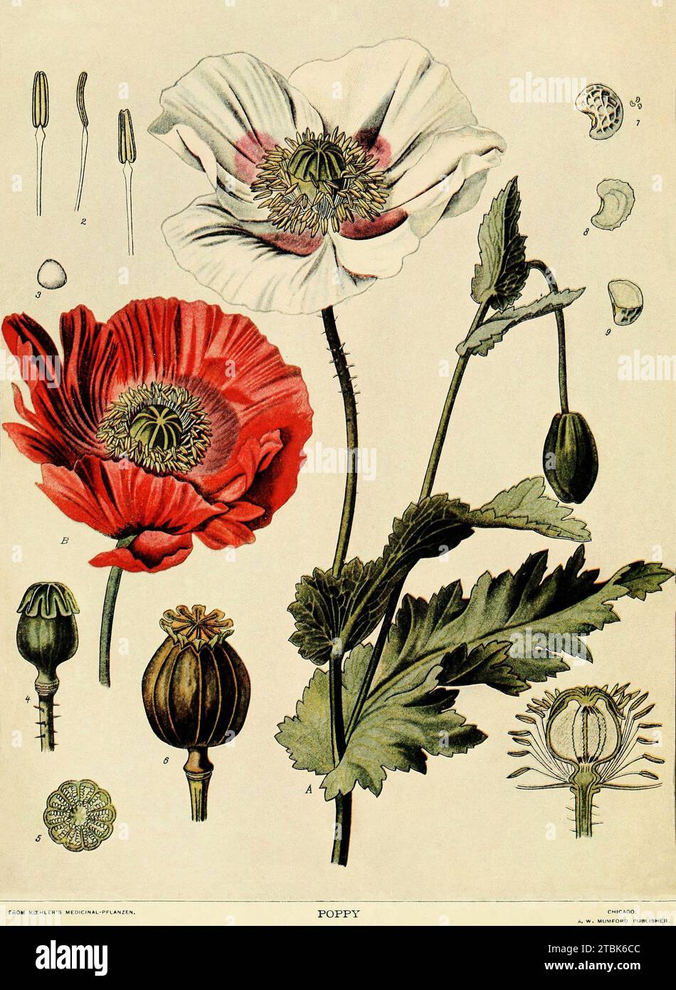 Illustration naturaliste de la plante de pavot dont l'opium est dérivé. De Koehler's Medicinal Planzen (plantes médicales). Une planche de l'édition publiée par A.W. Mumford à Chicago. Banque D'Images