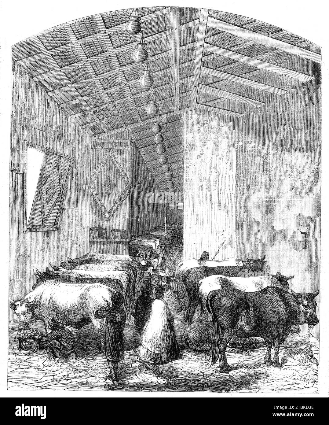 Le département du bétail de l'exposition italienne, Florence, 1861. "Ce bâtiment est maintenant rempli de bout en bout avec des taureaux, des vaches, des génisses, et des boeufs de toutes les races connues depuis les pentes des Alpes jusqu'au promontoire de la Sicile ; et les longues lignes de perspective en voie de disparition, la lumière adoucie occasionnée par les précautions prises pour fournir contre la chaleur... et les paysans de différentes provinces couchés autour de leurs animaux sur les tas de fourrage, produire ensemble une scène plus pittoresque que ce qui aurait pu être supposé possible à partir des éléments qui la composent... de toutes les centaines de bovins de ver Banque D'Images