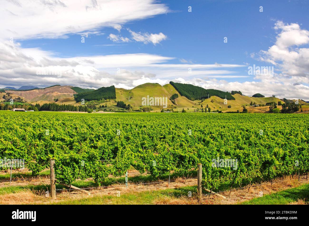 Vignoble de Brightwater, Brightwater, près de Nelson, région de Tasmanie, île du Sud, Nouvelle-Zélande Banque D'Images