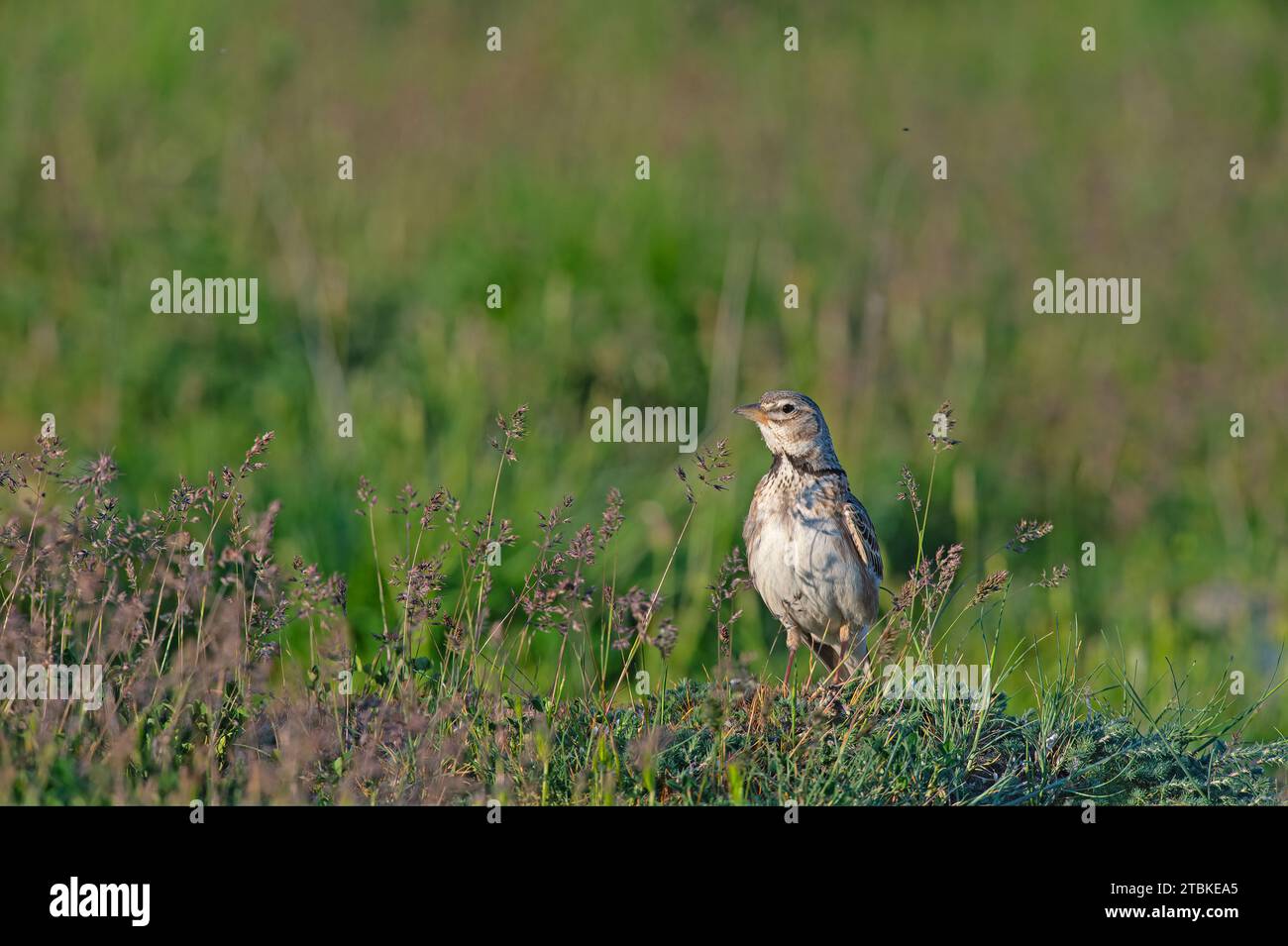 Calandra Lark (Melanocorypha calandra) parmi les herbes vertes. Banque D'Images Calandra Lark (Melanocorypha calandra) parmi les herbes vertes. Banque D'Images