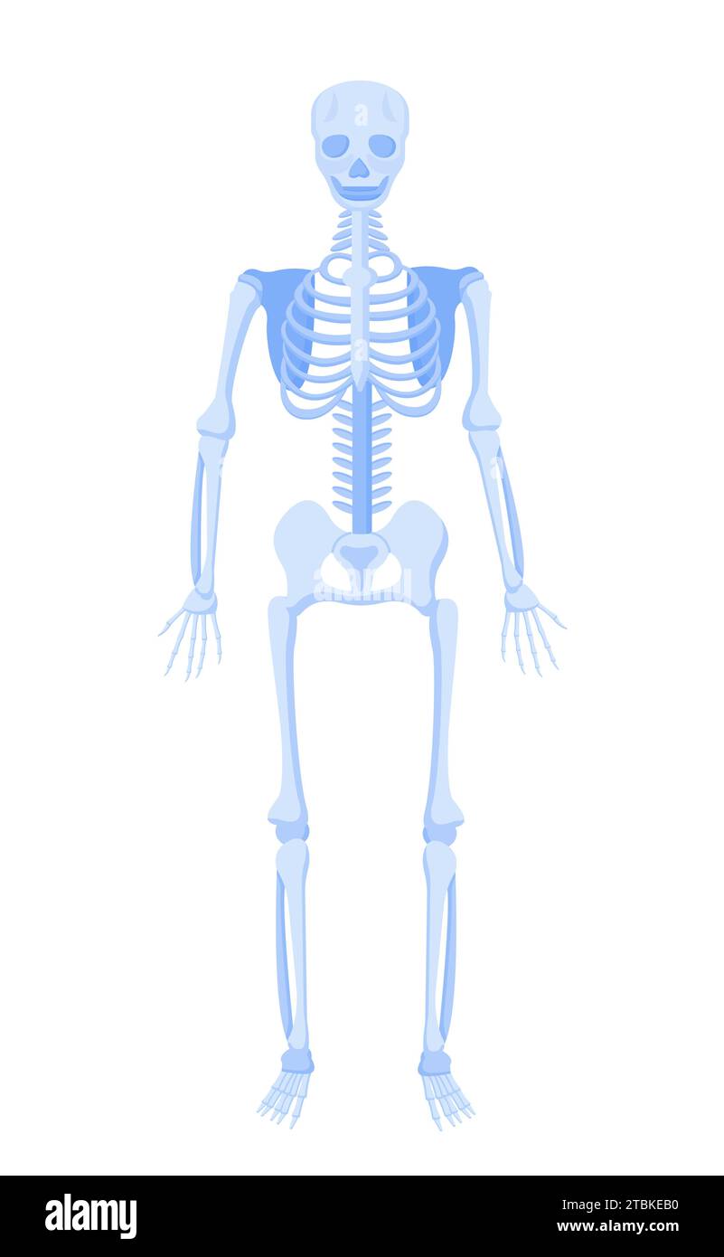 Concept de vecteur de structure anatomique corporelle Illustration de Vecteur