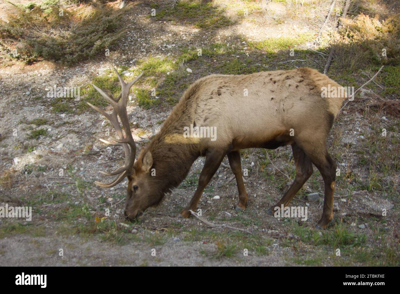 Pâturage wapiti un jour d'automne au crépuscule Banque D'Images