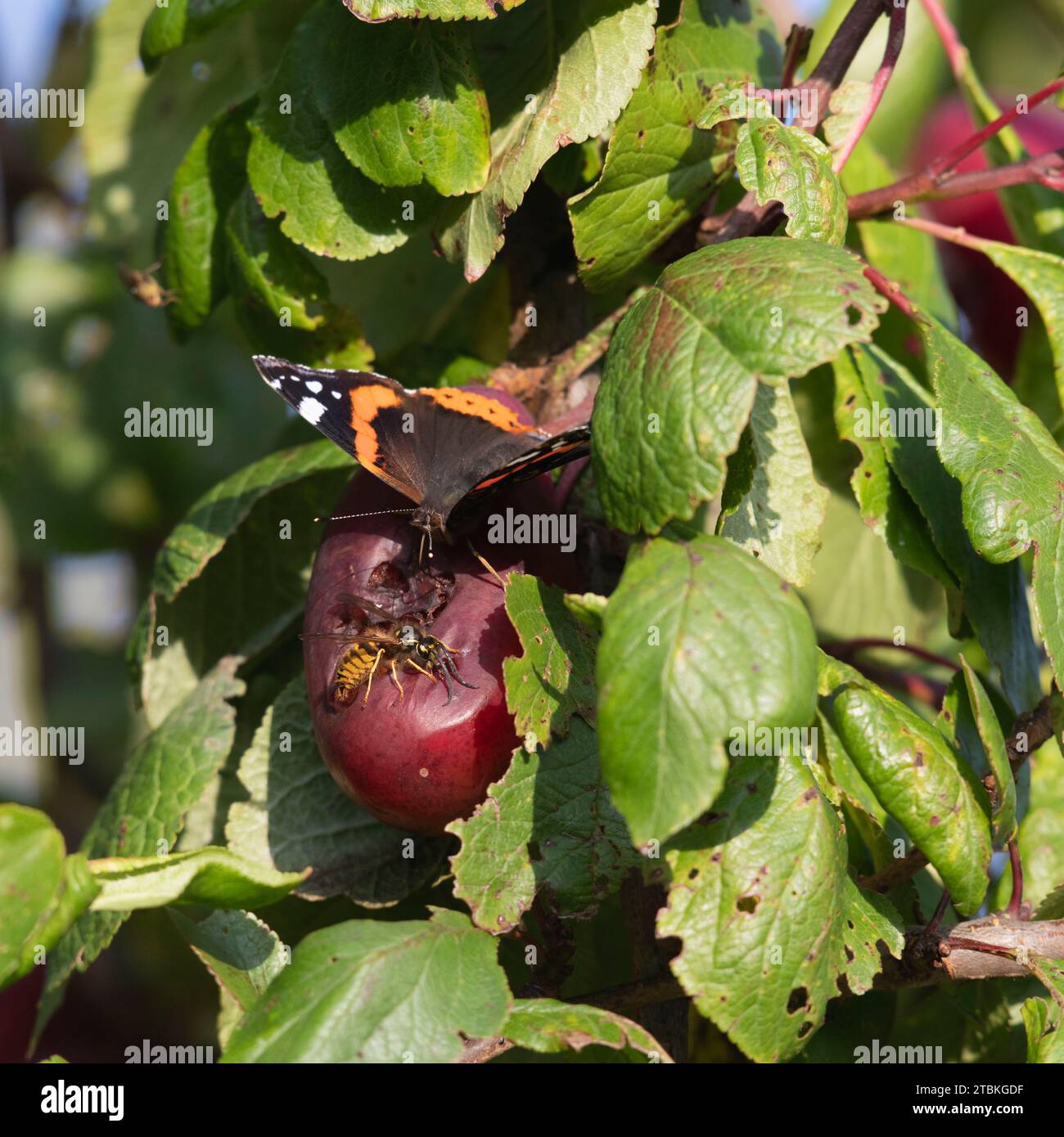 Un papillon amiral rouge (Vanessa Atalanta) et une guêpe allemande (Vespula Germanica) se nourrissant ensemble de fruits pourris dans un Plum Tree au soleil d'automne Banque D'Images