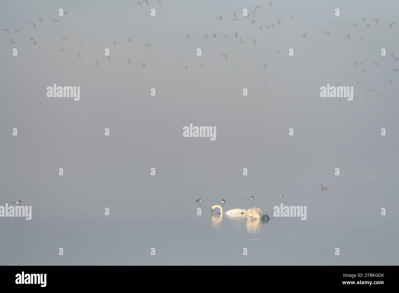 Deux cygnes muets (Cygnus Olor) se nourrissant de brouillard sur le Loch de Skene, accompagnés d'un petit groupe d'yeux d'or avec tête d'oies roses Banque D'Images