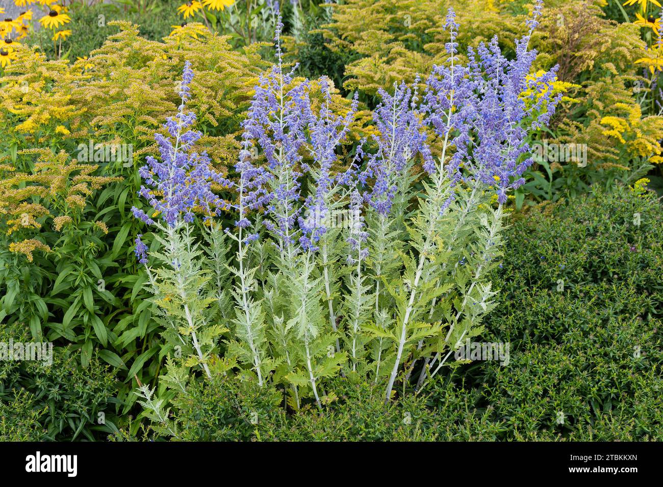Perovskia 'Blue Spire' plante à fleurs à la fin de l'été avec une fleur bleue pourpre en juillet et août et communément connue sous le nom de sauge russe, stock Banque D'Images