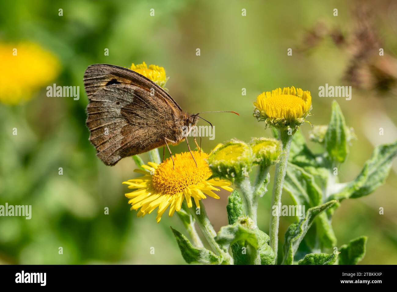 Meadow Brown Butterfly (Maniola jurtina) avec ses ailes s'étaler qui est un insecte brun volant au printemps, image de stock photo Banque D'Images