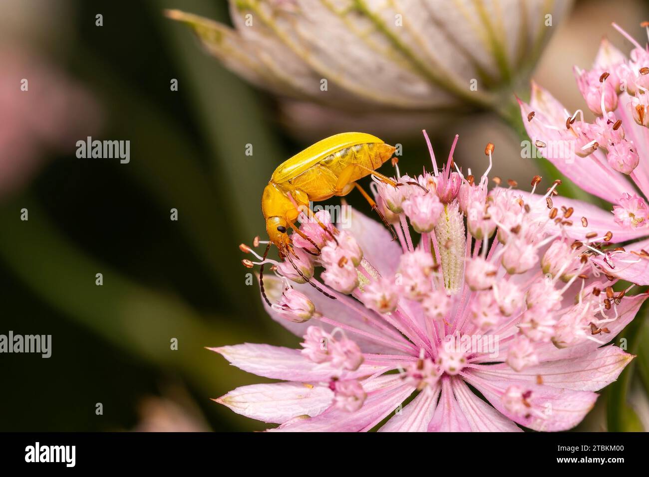 Beetle de soufre (Cteniopus sulfureus) se nourrissant d'une fleur d'arbuste de spirée qui est un insecte volant jaune, image de stock photo Banque D'Images