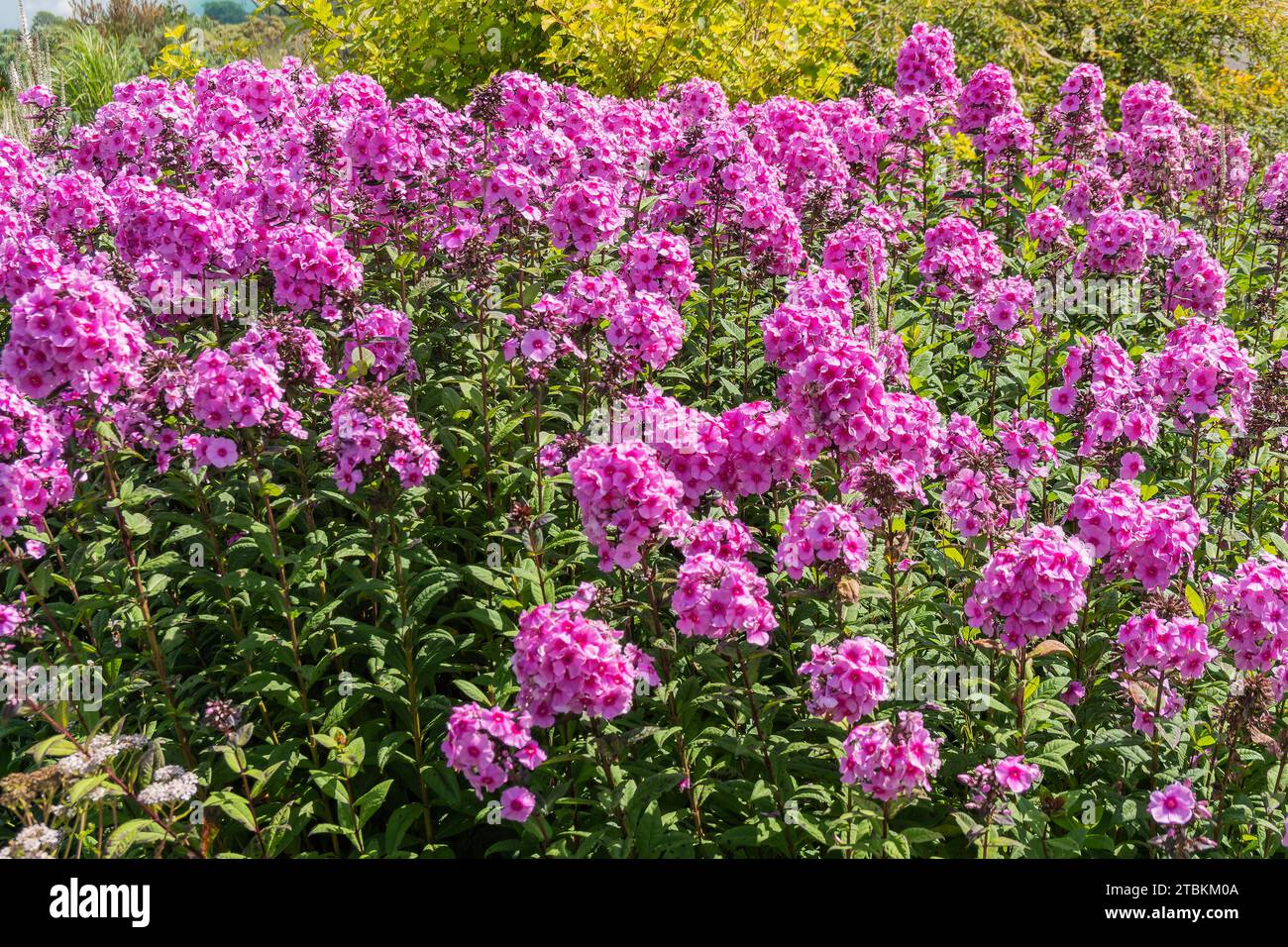 Phlox paniculata 'Eva Cullum' plante vivace à fleurs d'automne d'été avec une fleur rose d'été, photo de stock Banque D'Images