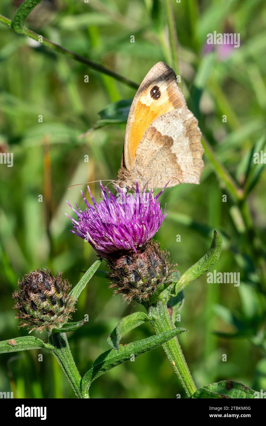 Meadow Brown Butterfly (Maniola jurtina) avec ses ailes s'étaler qui est un insecte brun volant au printemps, image de stock photo Banque D'Images