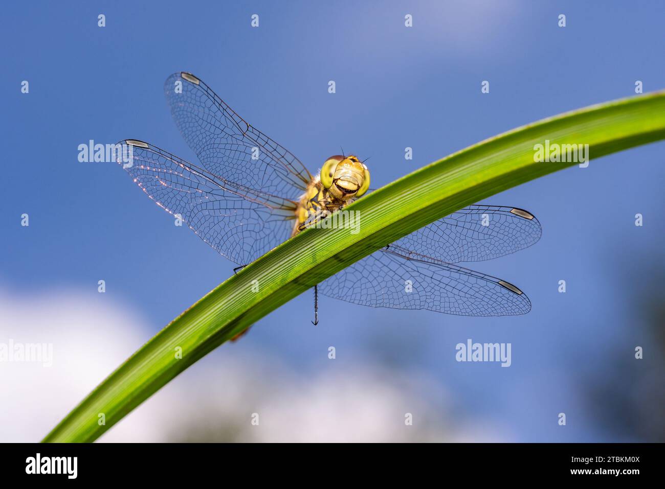 La libellule de Darter commune est l'une des espèces d'insectes les plus abondantes au Royaume-Uni et en Europe, image de stock photo Banque D'Images