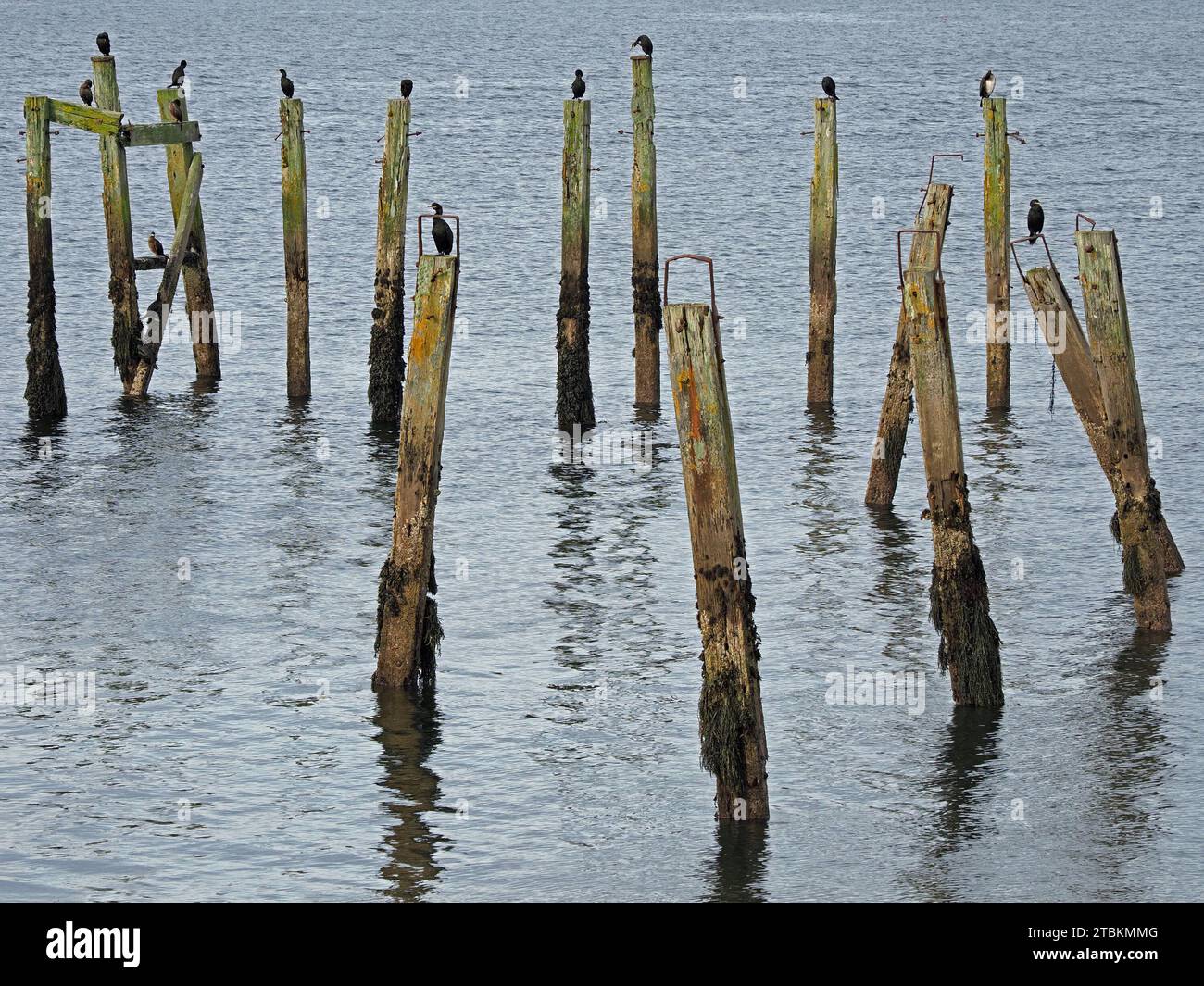 Image graphique de 10 cormorans perchés sur de vieux poteaux penchés sombres d'une ancienne jetée en ruine sur la mer claire sur la côte de l'île de Mull, en Écosse Banque D'Images