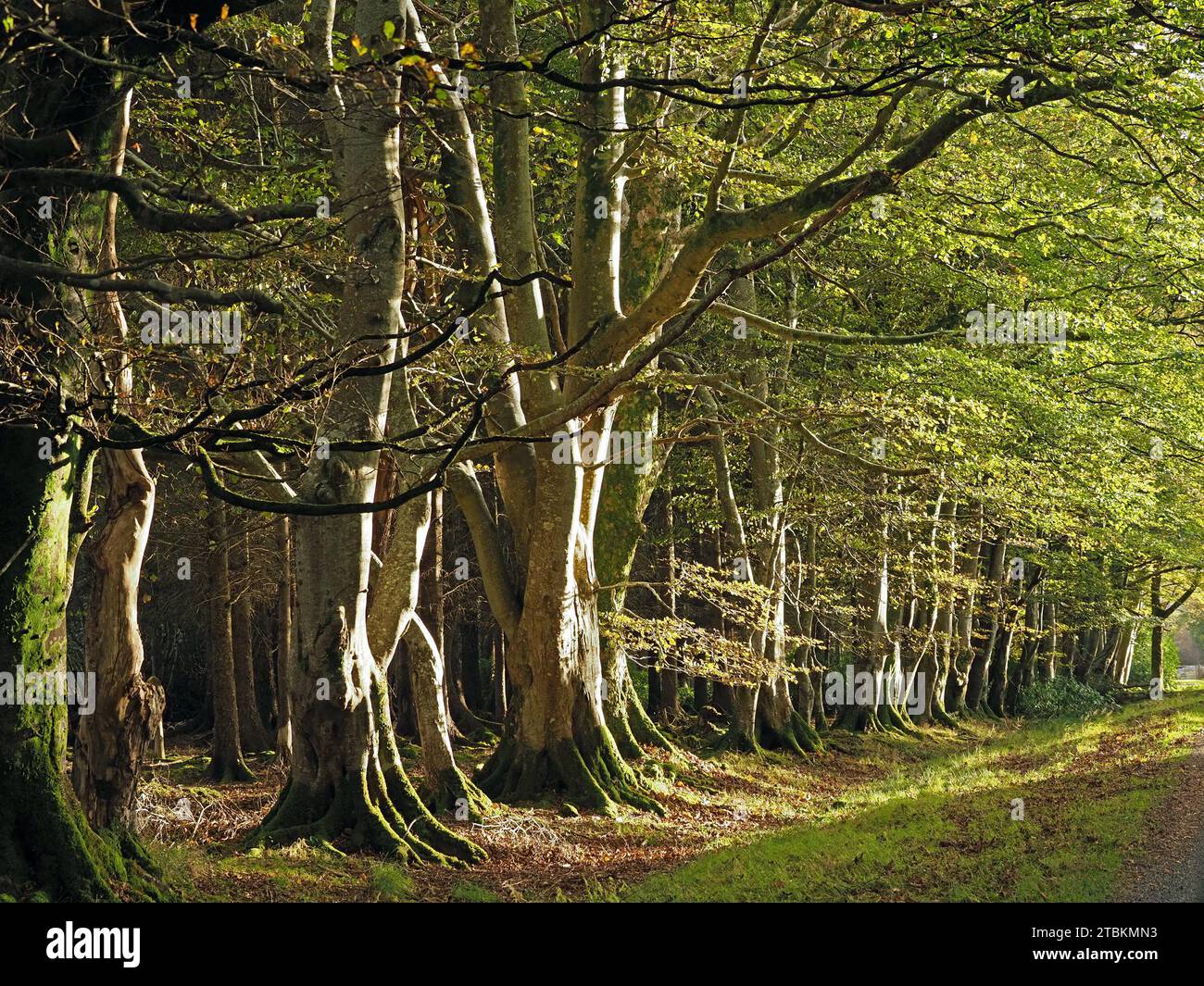 Ligne d'anciens hêtres verts feuillus latéraux (Fagus sylvatica) au bord de la forêt ancienne sur l'île de Mull, Écosse, Royaume-Uni Banque D'Images