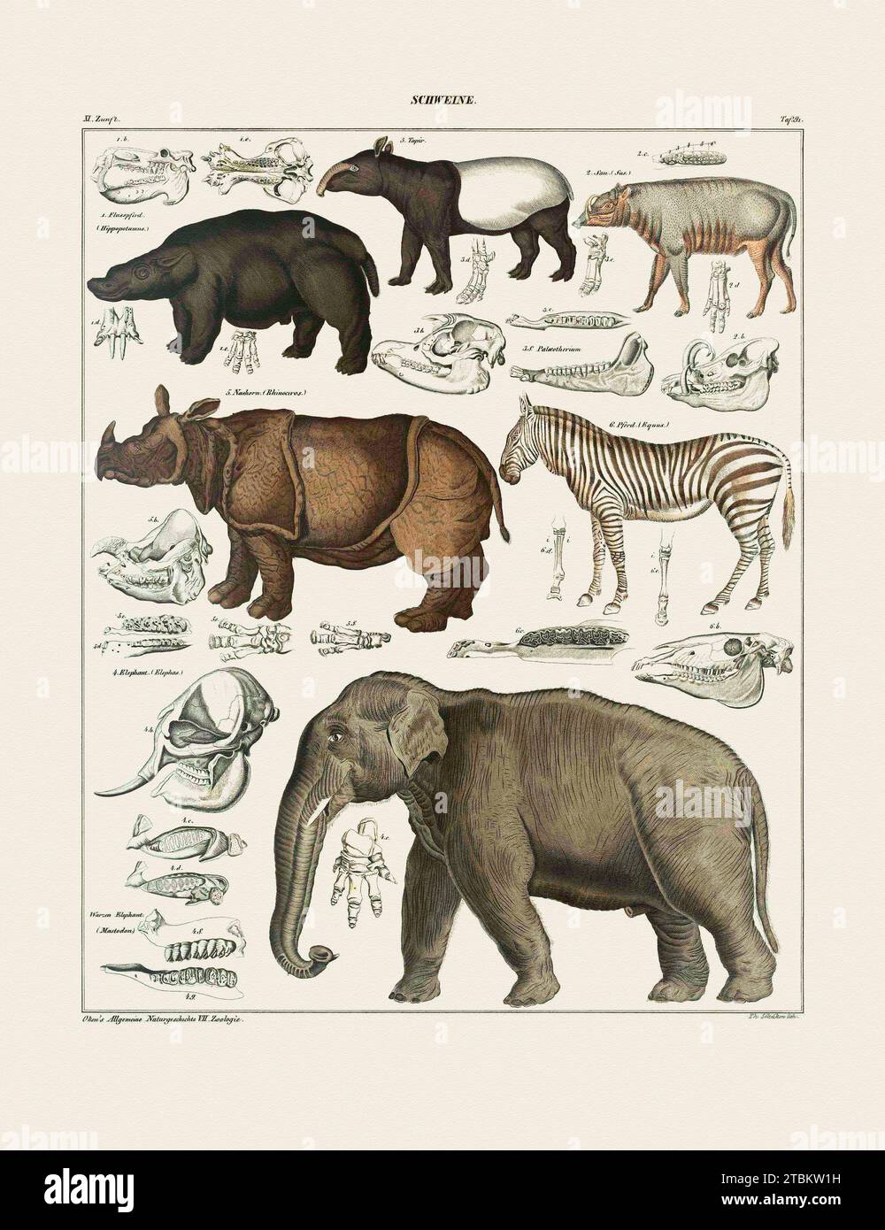 Schweine. Page extraite de l'encyclopédie Allgemeine Naturgeschichte f?r alle St?nde (Lorenz Oken, 1839-41). Lorenz Oken (1779-1851) était un naturaliste, botaniste, biologiste et ornithologue allemand. Gravures de Johann Susemihl (1767?1847).' Banque D'Images