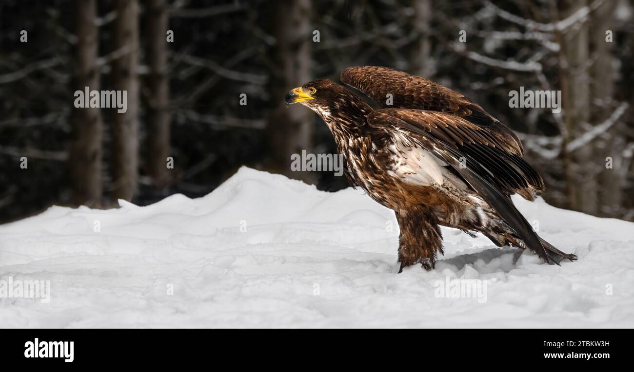 Une photographie de profil rapprochée d'un aigle à tête blanche juvénile (Haliaeetus leucocephalus) assis dans la neige, sur le point de s'envoler, forêt sombre en arrière-plan Banque D'Images