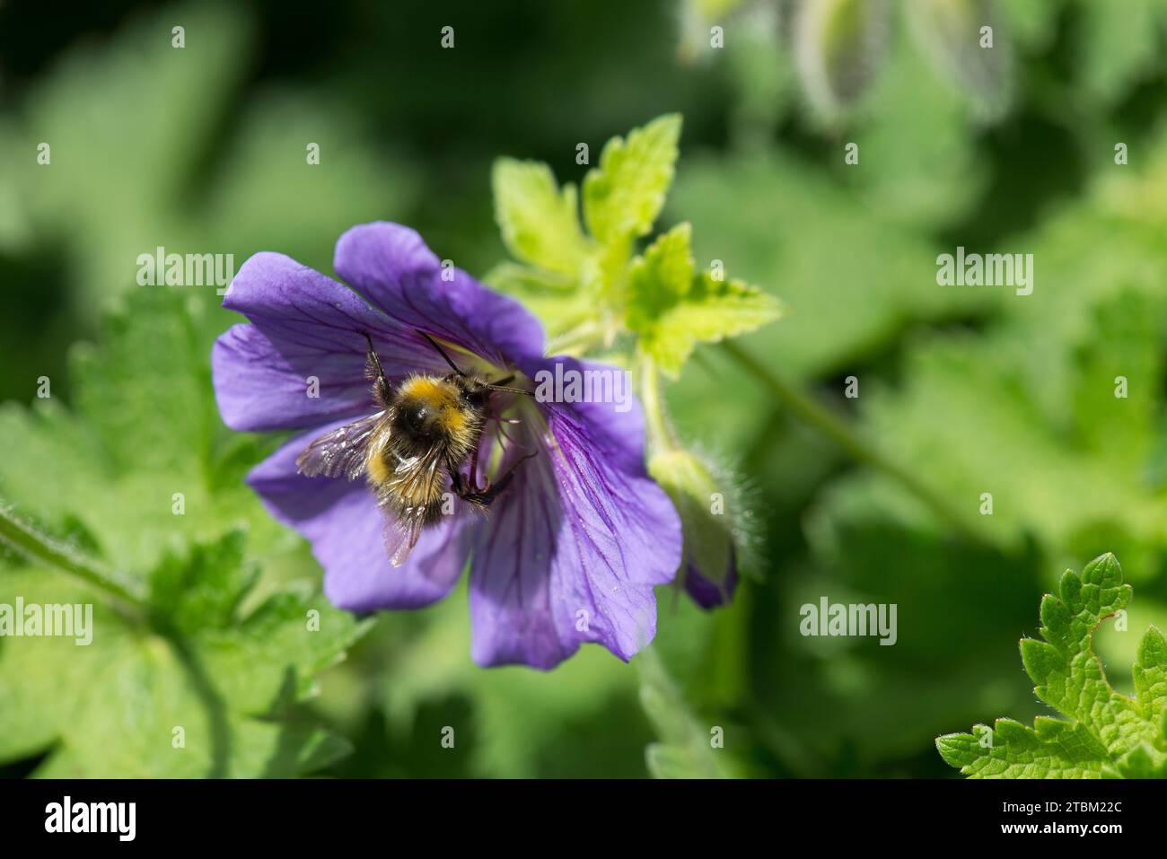 Un bourdon précoce pollinisant une fleur violette de géranium Banque D'Images