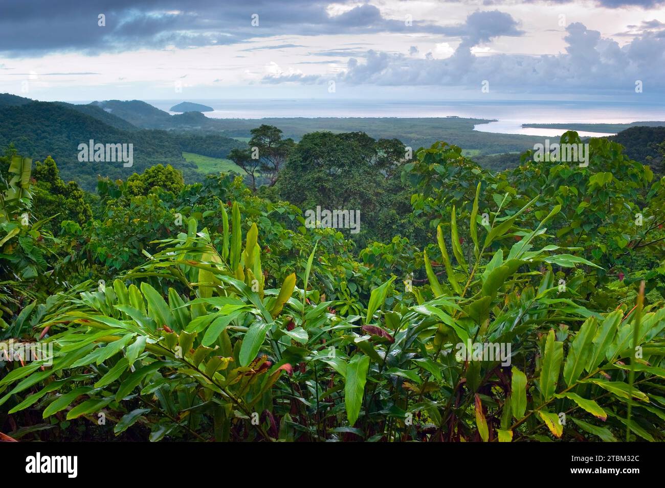 Forêt tropicale, jungle, forêt tropicale, tropiques, pluie, nature, paysage, parc national de Daintree, Queensland, Australie Banque D'Images