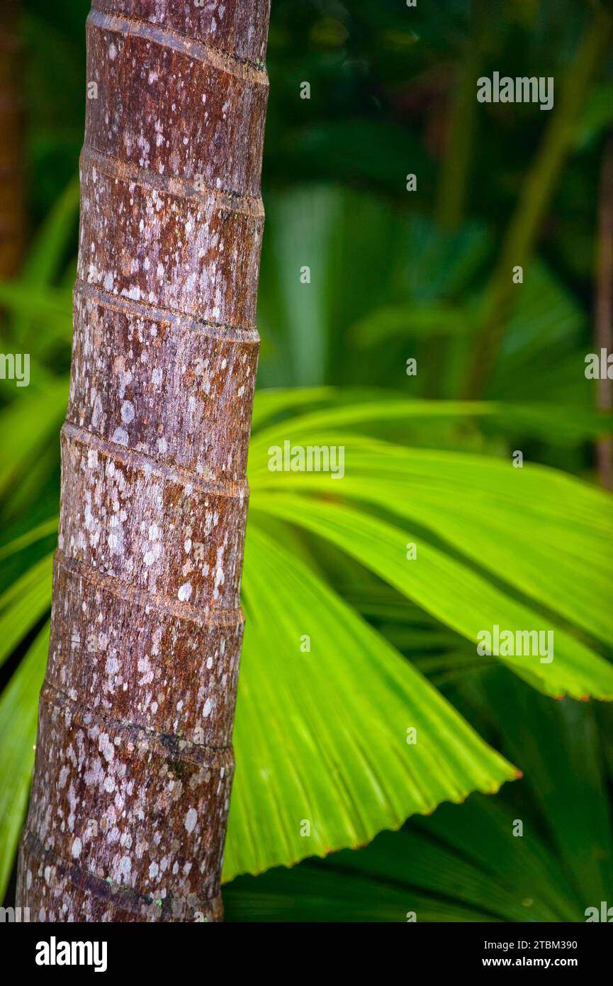 Palmier, tronc de palmier, tronc d'arbre, détail, plante, flore, décoration, détail, tronc, végétation, forêt tropicale, tropiques, tropical, Australie Banque D'Images