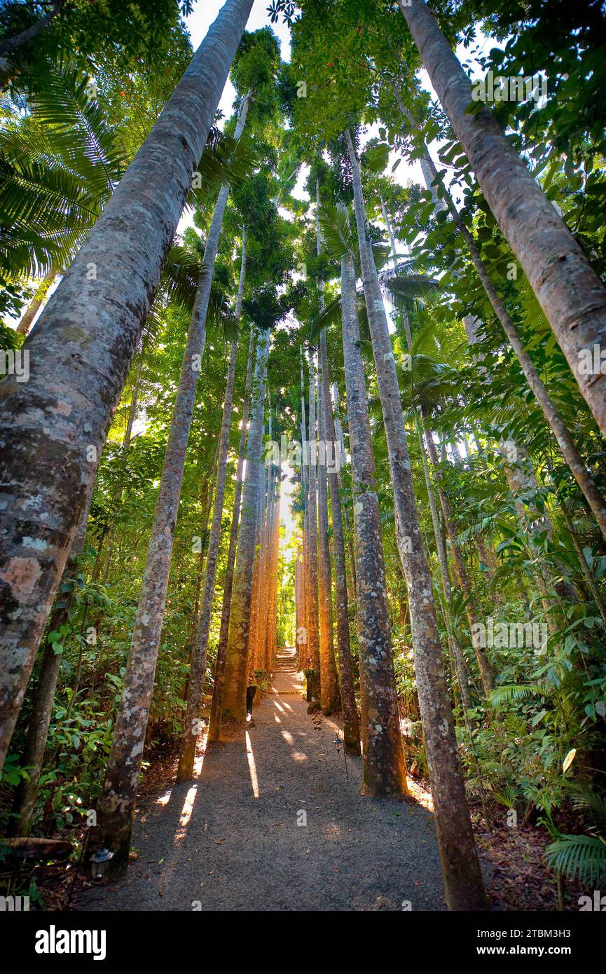 Kauri (Agathis australis) dans la lumière du soir, forêt tropicale, forêt, arbre, tropiques, tropical, Paronella Park, Innisfail, Queensland, Australie Banque D'Images