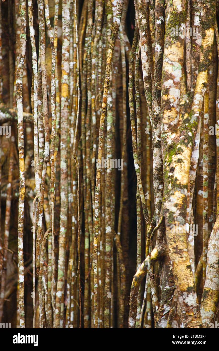 Structure, motif, dépôts, patine, art, nature, nature art sur arbre tropical, forêt tropicale, climat, Australie Banque D'Images