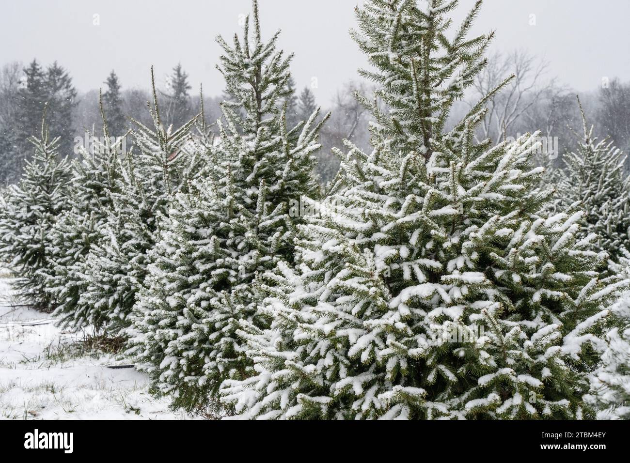 Arbres de Noël couverts de neige à Tree Farm dans le comté de Berks, Pennsylvanie Banque D'Images