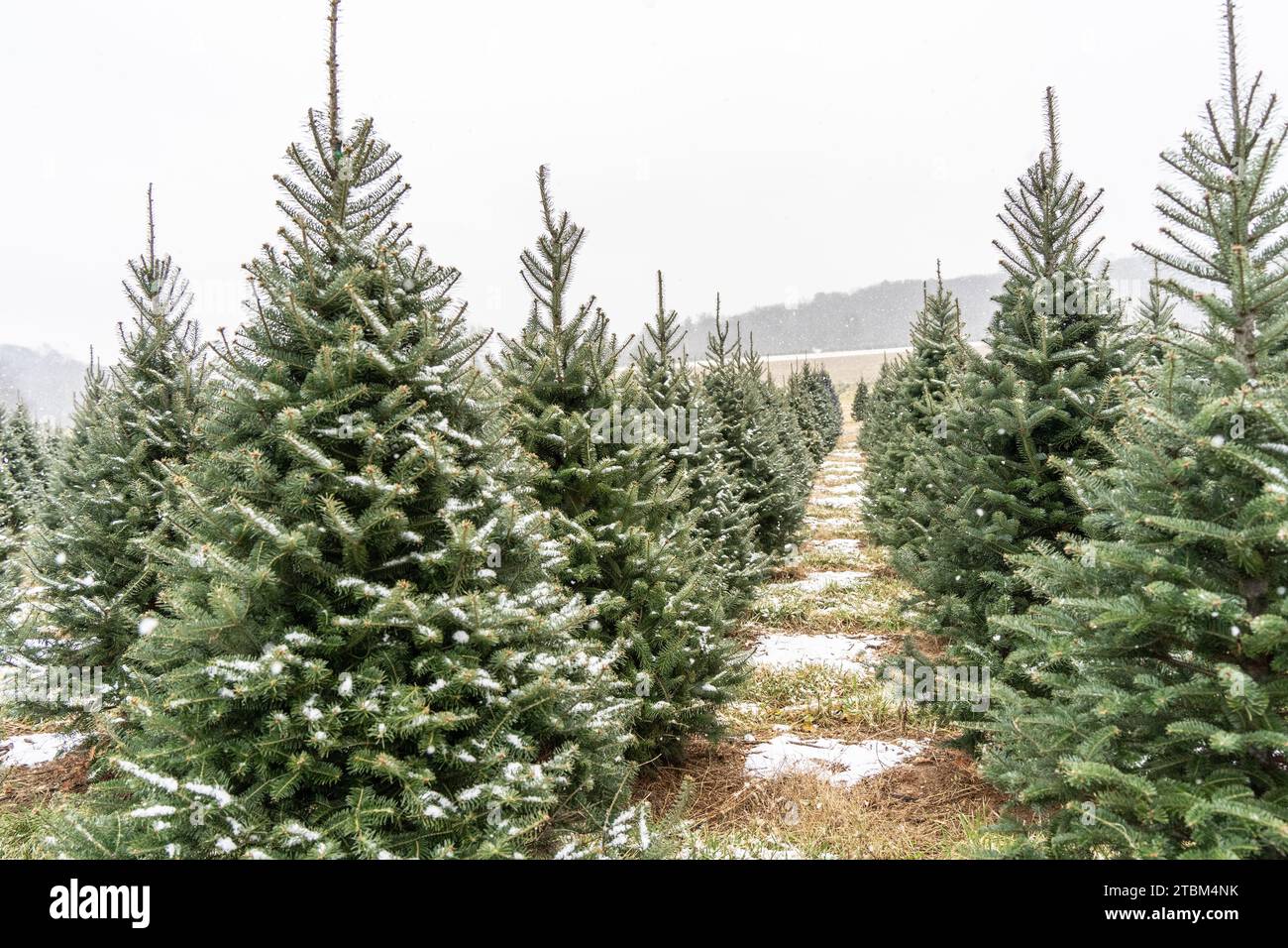 Arbres de Noël couverts de neige à Tree Farm dans le comté de Berks, Pennsylvanie Banque D'Images