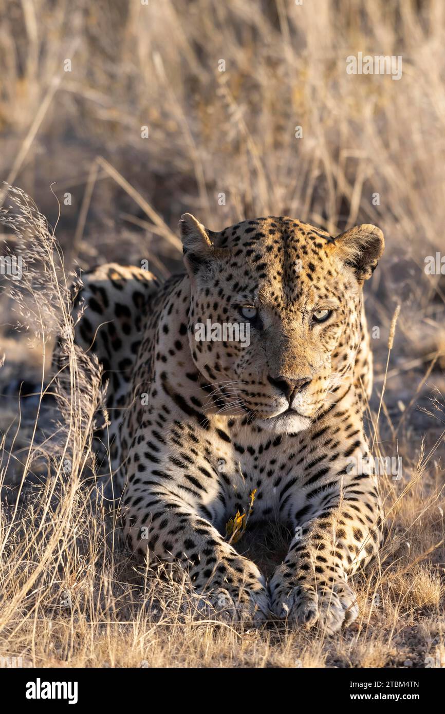 Leopard (Panthera pardus) Onguma Réserve de gibier privée, Etosha, Namibie Banque D'Images