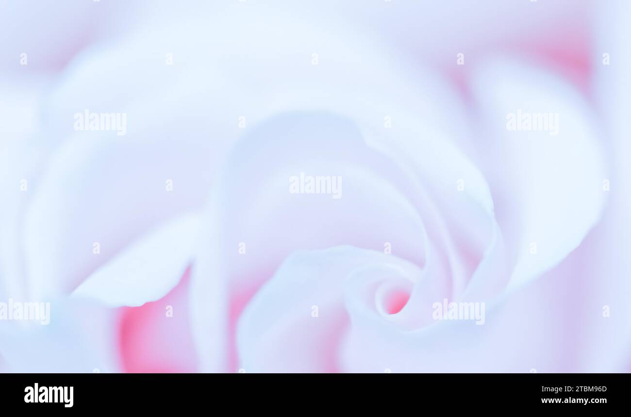 Concept botanique, carte d'invitation de mariage, Soft Focus, fond floral abstrait, fleur rose violette. Macro fleurs fond pour marque de vacances Banque D'Images Concept botanique, carte d'invitation de mariage, Soft Focus, fond floral abstrait, fleur rose violette. Macro fleurs fond pour marque de vacances Banque D'Images