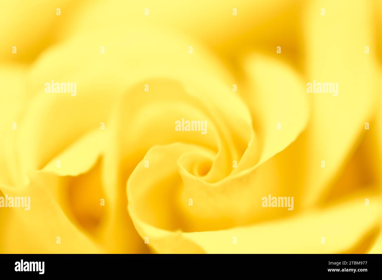 Concept botanique, carte d'invitation de mariage, Soft Focus, fond floral abstrait, fleur rose jaune. Macro fleurs fond pour marque de vacances Banque D'Images Concept botanique, carte d'invitation de mariage, Soft Focus, fond floral abstrait, fleur rose jaune. Macro fleurs fond pour marque de vacances Banque D'Images
