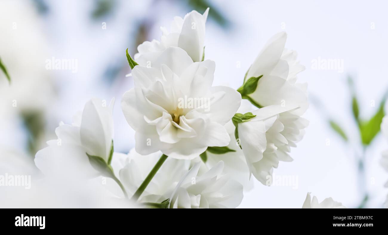 Mise au point douce, fond floral abstrait, pétales de fleur de jasmin en éponge blanche. Toile de fond de fleurs macro pour le design de la marque de vacances Banque D'Images Mise au point douce, fond floral abstrait, pétales de fleur de jasmin en éponge blanche. Toile de fond de fleurs macro pour le design de la marque de vacances Banque D'Images