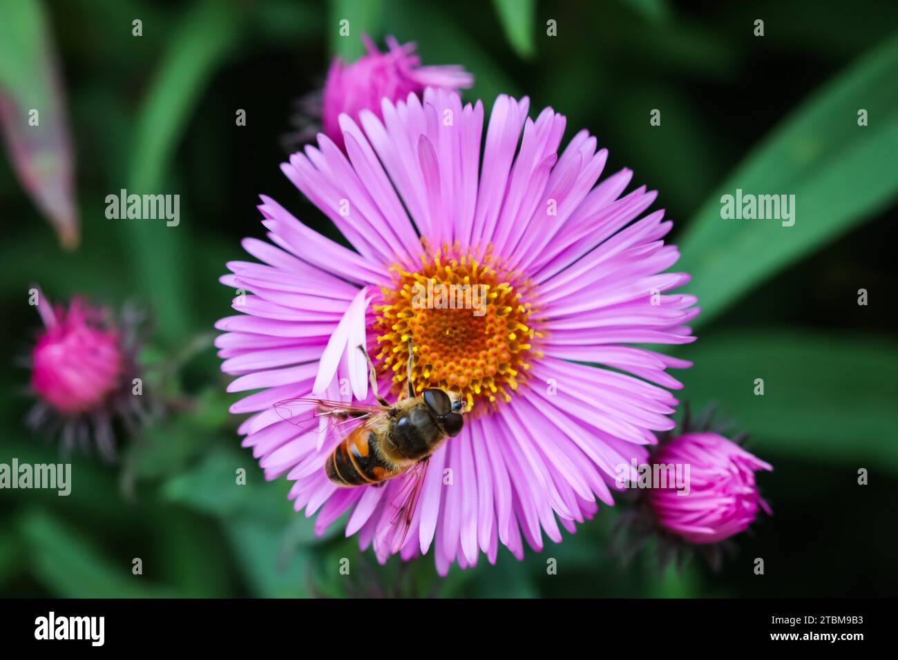 Belles fleurs roses de l'aster d'automne avec une abeille dedans le jardin Banque D'Images Belles fleurs roses de l'aster d'automne avec une abeille dedans le jardin Banque D'Images