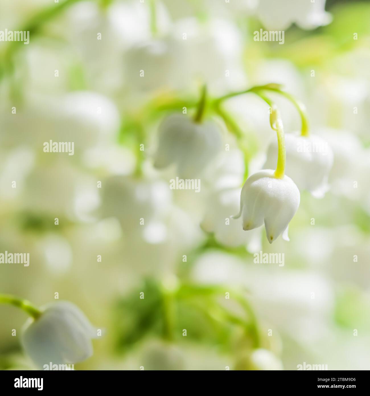 Nénuphars de la vallée. Fond floral naturel. Mise au point douce Banque D'Images Nénuphars de la vallée. Fond floral naturel. Mise au point douce Banque D'Images