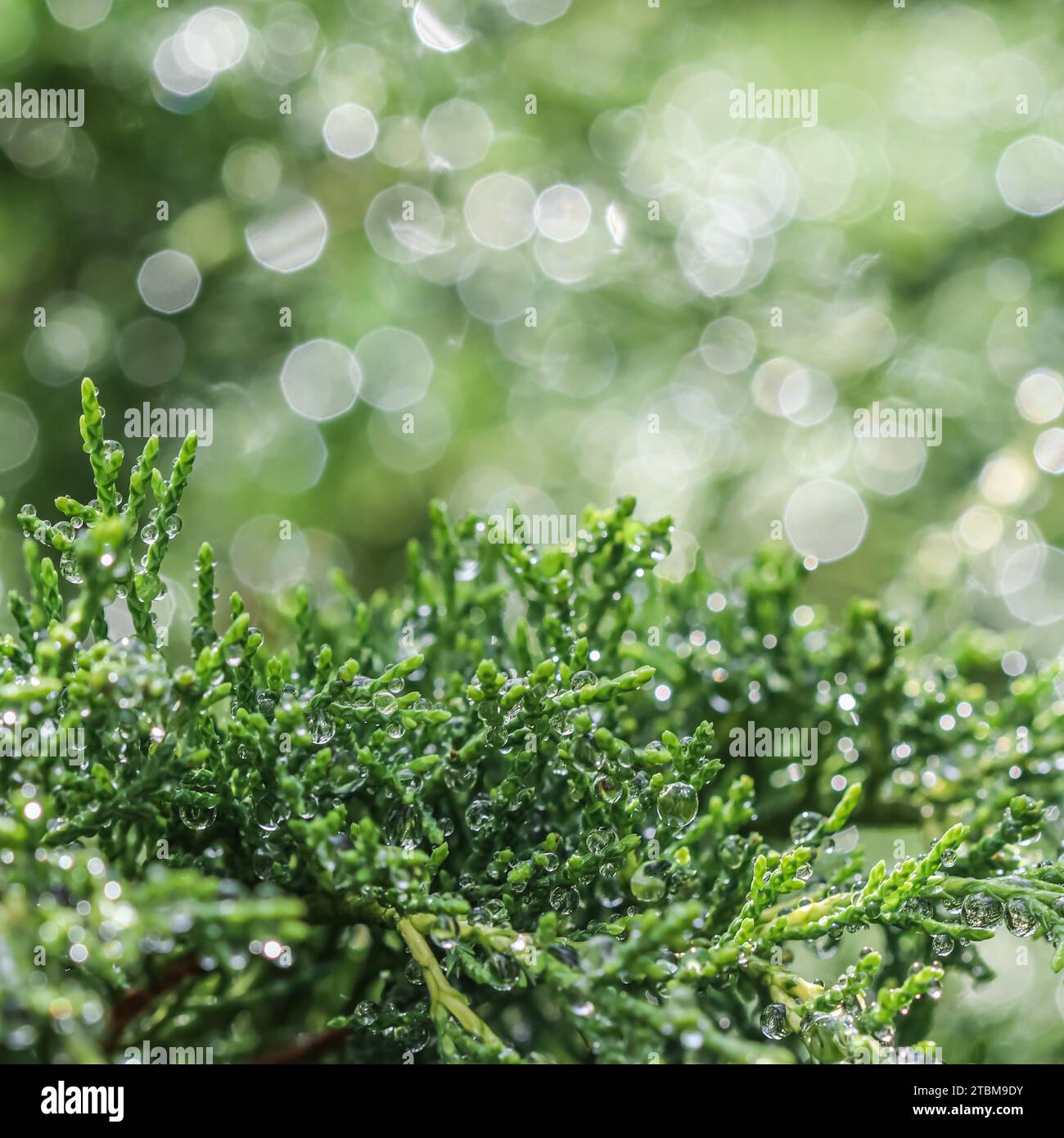 Texture, fond, motif de branches vertes de genévrier conifère décoratif à feuilles persistantes avec gouttes de pluie. Bokeh avec réflexion de la lumière. Naturel Banque D'Images