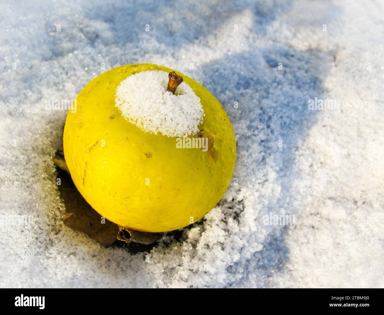 Apple Jaune sur blanc neige sur une froide journée ensoleillée en hiver Banque D'Images