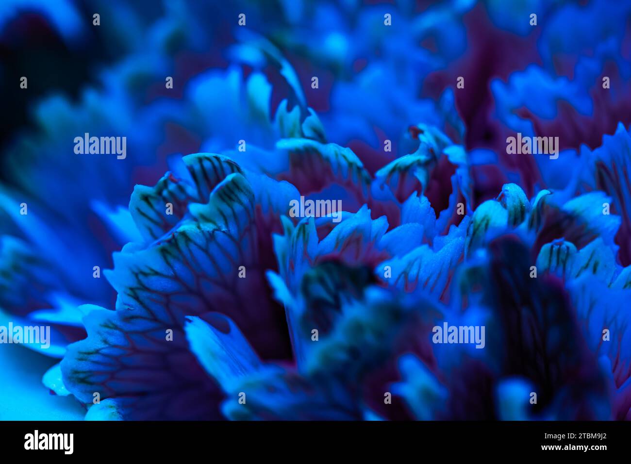 Arrière-plan floral abstrait, pétales de fleur de carnation bleus.Toile de fond de fleurs macro pour le design de la marque des fêtes Banque D'Images Arrière-plan floral abstrait, pétales de fleur de carnation bleus.Toile de fond de fleurs macro pour le design de la marque des fêtes Banque D'Images
