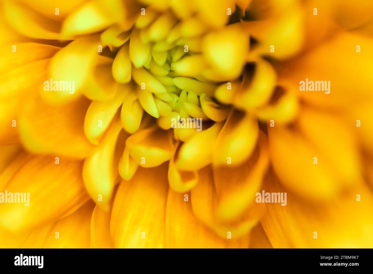 Art rétro, carte vintage et concept botanique, fond floral abstrait, fleur de chrysanthème jaune. Macro fleurs fond pour marque de vacances Banque D'Images Art rétro, carte vintage et concept botanique, fond floral abstrait, fleur de chrysanthème jaune. Macro fleurs fond pour marque de vacances Banque D'Images