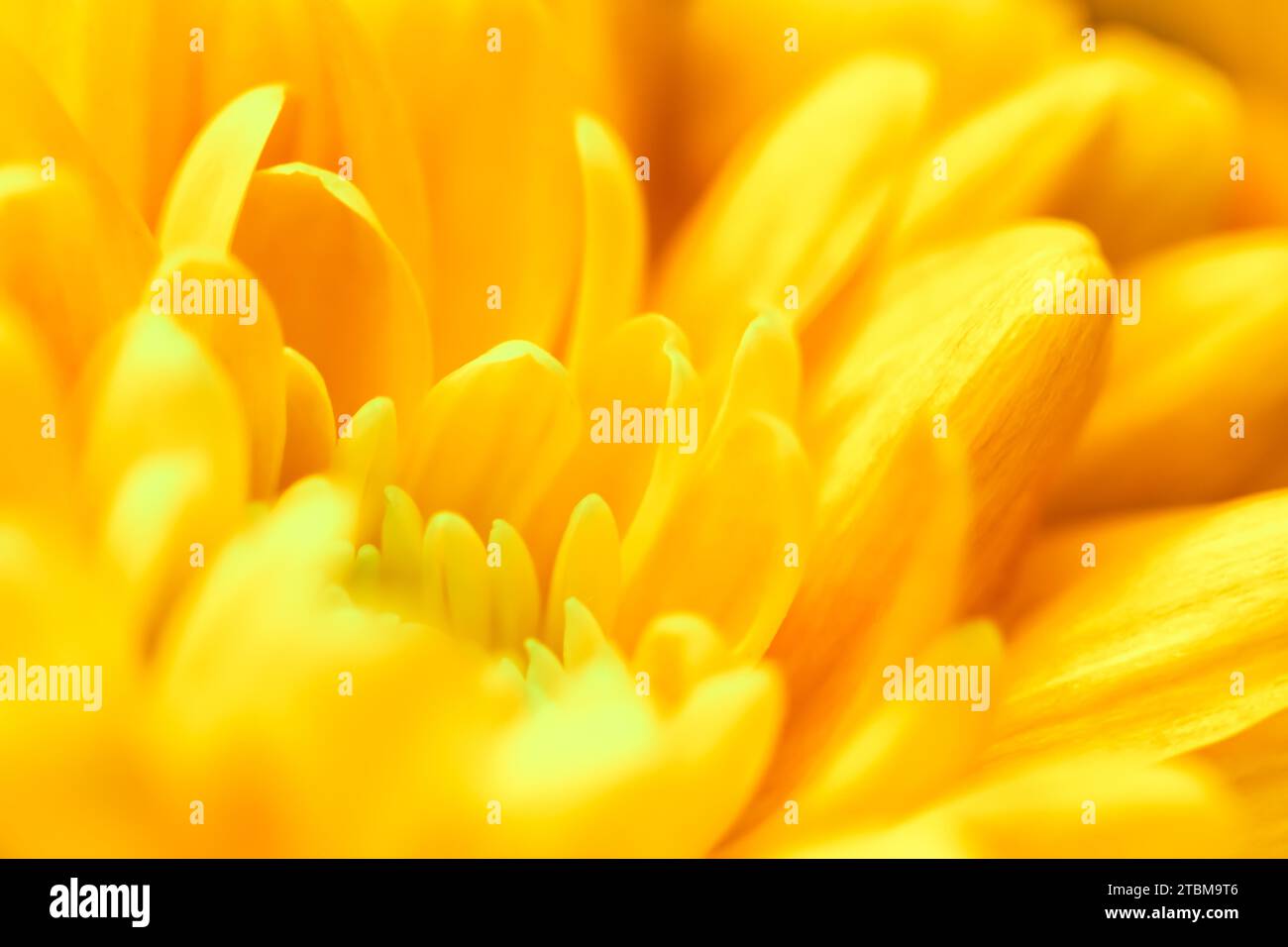Art rétro, carte vintage et concept botanique, fond floral abstrait, fleur de chrysanthème jaune. Macro fleurs fond pour marque de vacances Banque D'Images Art rétro, carte vintage et concept botanique, fond floral abstrait, fleur de chrysanthème jaune. Macro fleurs fond pour marque de vacances Banque D'Images