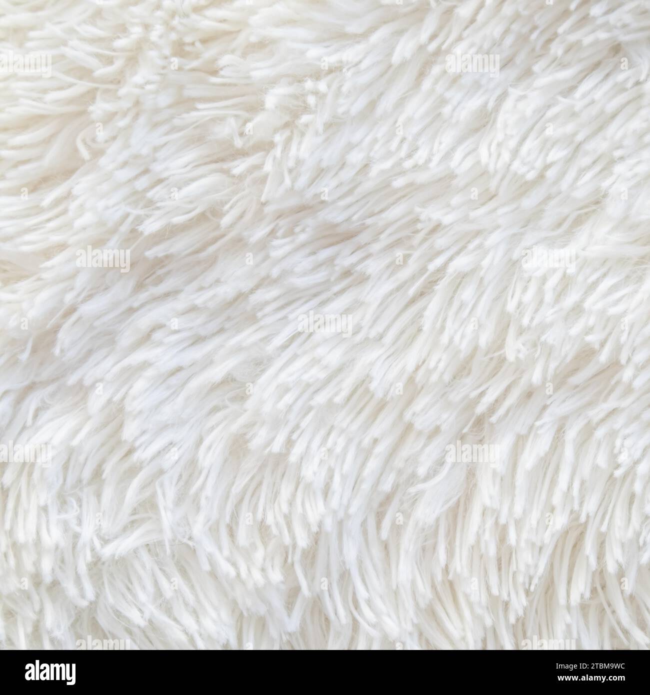 Texture de la moquette épaisse.Arrière-plan abstrait de fibres blanches déchiqueuses.Photo de haute qualité Banque D'Images Texture de la moquette épaisse.Arrière-plan abstrait de fibres blanches déchiqueuses.Photo de haute qualité Banque D'Images